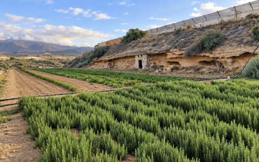 Finca rústica agraria de 27.619 m² con invernaderos, agua y equipamiento agrícola en Arico, Tenerife 